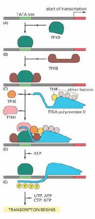 Gene Transcription Regulation The transcription rate is controlled by the promoter.