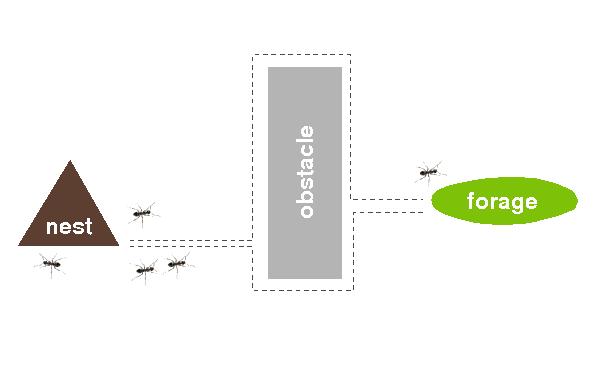 Ant Colony Algorithm in nature: ants reach forage on the direct track due to the connection between pheromone deposition and search of