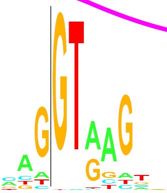 Signals Associated with short fixed(-ish) length sequences Start Codon - ATG