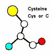 Example: Cysteines are very