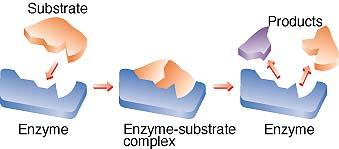 Enzyme Kinetics: How they do it (R1) Formation of Enzyme-Substrate complex: (R2) Formation of Product (i.e. reaction): E + S <=> ES ES -> E + P (R3) Desorption (decoupling/unbinding) of product is usually instantaneous, hence lumped into step (R2).