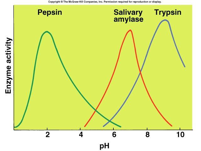 Effect of ph Each enzyme exhibits peak activity at narrow ph range (ph optimum).