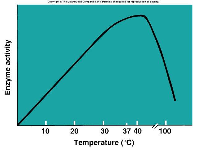 Effect of Temperature Enzyme denature at high temperatures. Two opposing effects of T-increases on ezyme reactions: Arrhenius vs Denaturation!