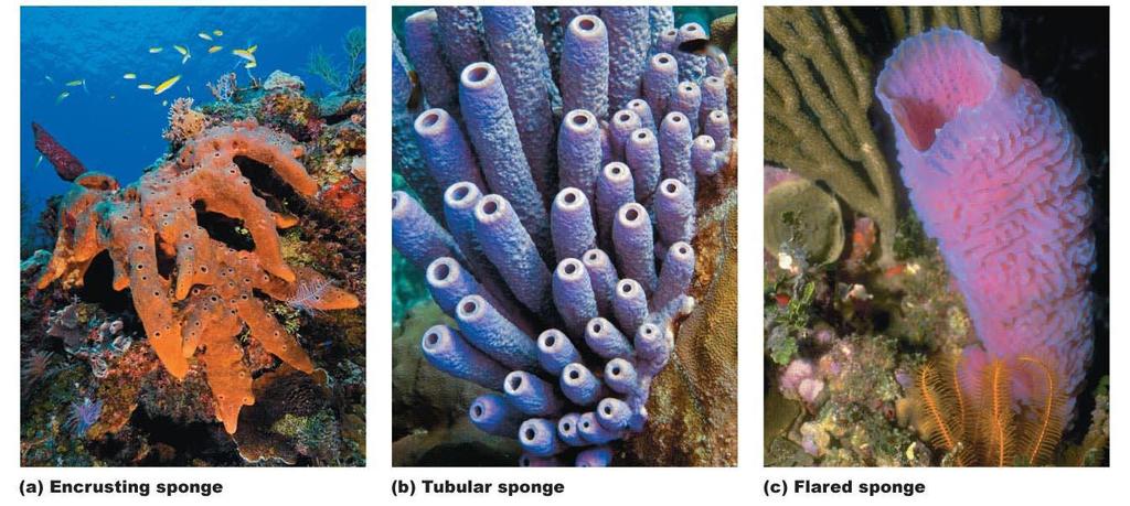 Figure 23-4 The diversity of sponges
