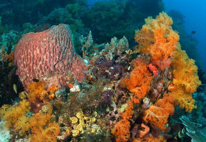 Cnidaria: Symbiosis Coral is a