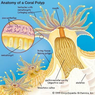 In many coral species polyps form colonies Cnideria video Colonial polyps secrete a hard external skeleton of