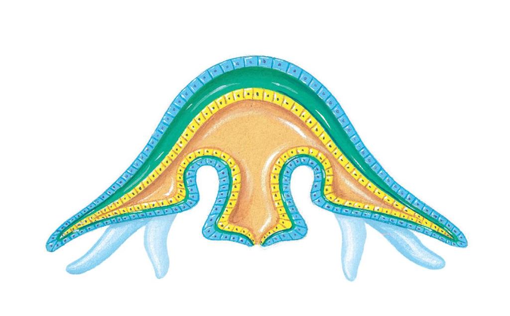 Medusa lining of gastrovascular cavity gastrovascular cavity body