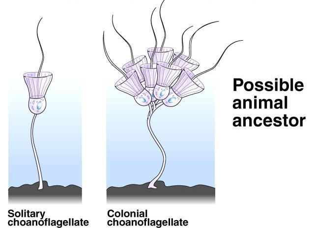 Evidence indicates that animals evolved from choanoflagellates (protists) ~ 570 mya