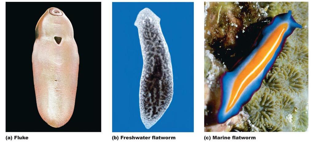 Figure 23-9 Flatworm diversity