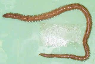 Annelida - segmented worms Polychaetes- many