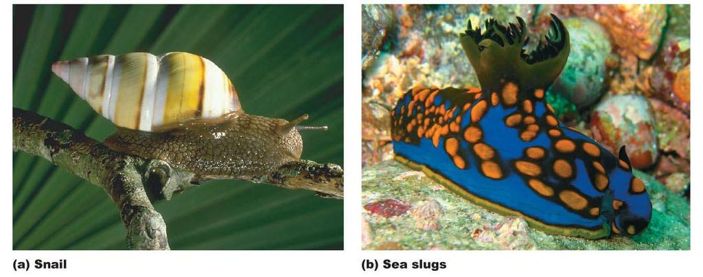 Figure 23-14 The diversity of gastropod