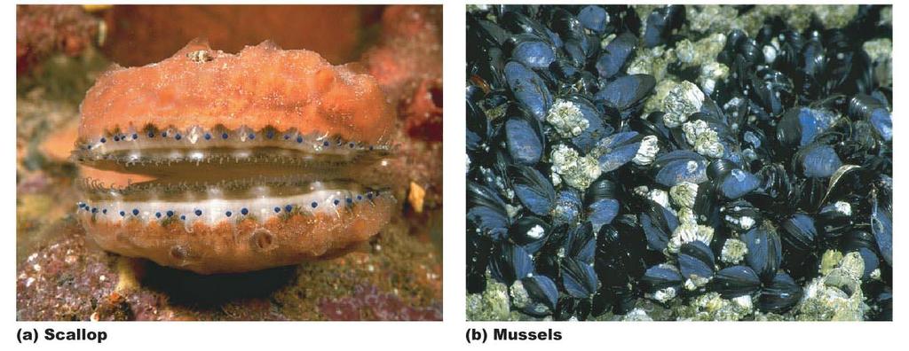 The diversity of bivalve mollusks