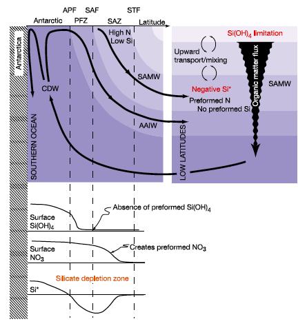 Schematic showing SO control on thermocline nutrient concentrations from Sarmiento et al.