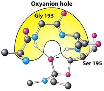 Active site binds oxyanion more tightly than it bound original carbonyl group of the substrate.