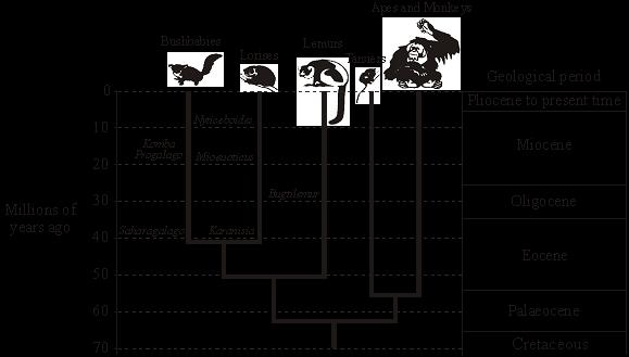 Q4. The diagram shows an evolutionary tree for a group of animals called primates. The names of extinct animals are printed in italics e.g. Nycticeboides.