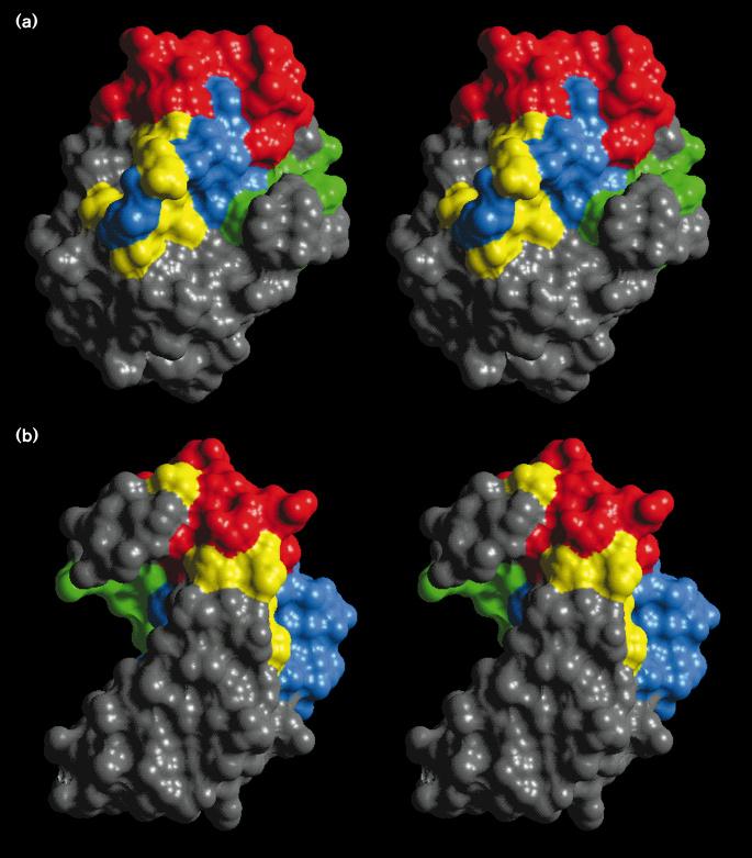 Minireview Death domains Werner 881 Figure 3 The putative binding pocket of Bcl family members.