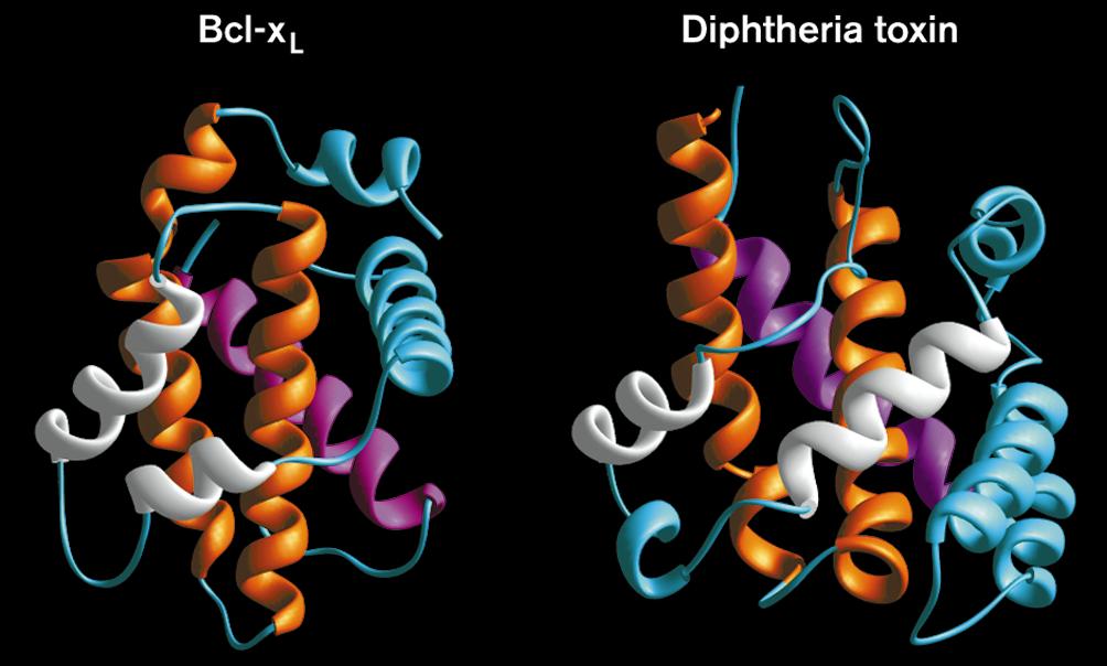 882 Structure 1996, Vol 4 No 8 Figure 4 Figure 5 Comparision between the three-dimensional structure of the transmembrane domain of diphtheria toxin [23] and Bcl-x L.