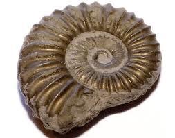 Fossils A fossil is the
