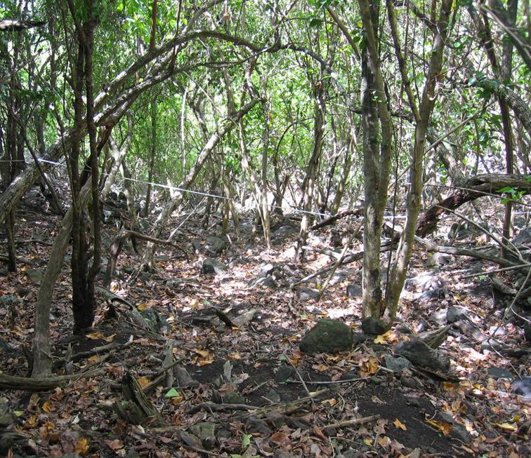 4 of 5 HIVA OA ISLAND Location: NAHOE The fourth dry forest site was on a north-facing slope on the