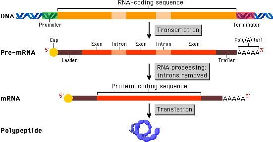m Eukaryotic mrna processing Newly made RNA is called primary transcript and is modified in three ways before leaving the nucleus: Cap structure a modified guanine base is added to