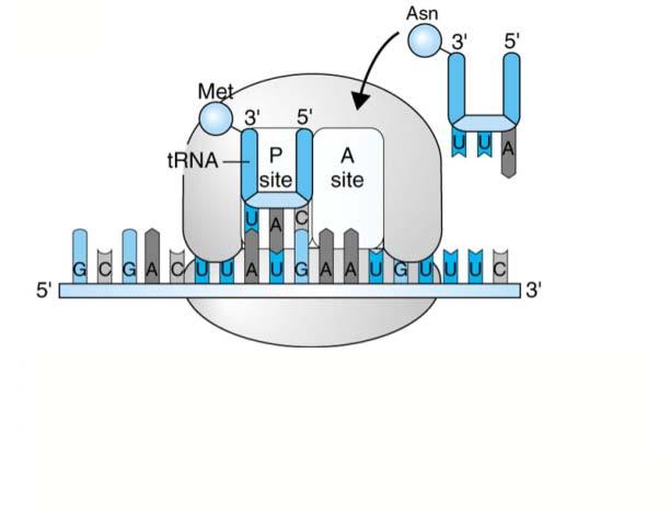 The anticodon of the initiator trna with the amino acid base pairs with the codon AUG of the mrna