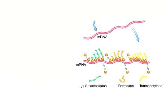 b) When tryptophan is abundant, segment 1 of the trp mrna is fully translated.
