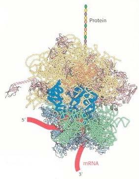 (2) A (aminoacyl) site where trna with amino acid enters the ribosome.