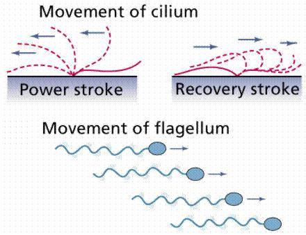 Summary Cellular Movement 3.2.1.3a There are three main structures that can be used to help a single-celled organism move about. They are called flagella, cilia, and pseudopodia.