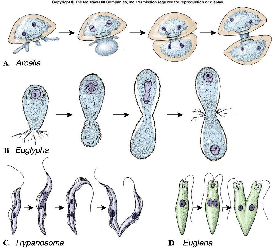 Reproduction Fig. 11.10 Asexual Processes Fission most common Budding occurs when a small progeny cell pinches off from a parent cell, as seen in some ciliates.
