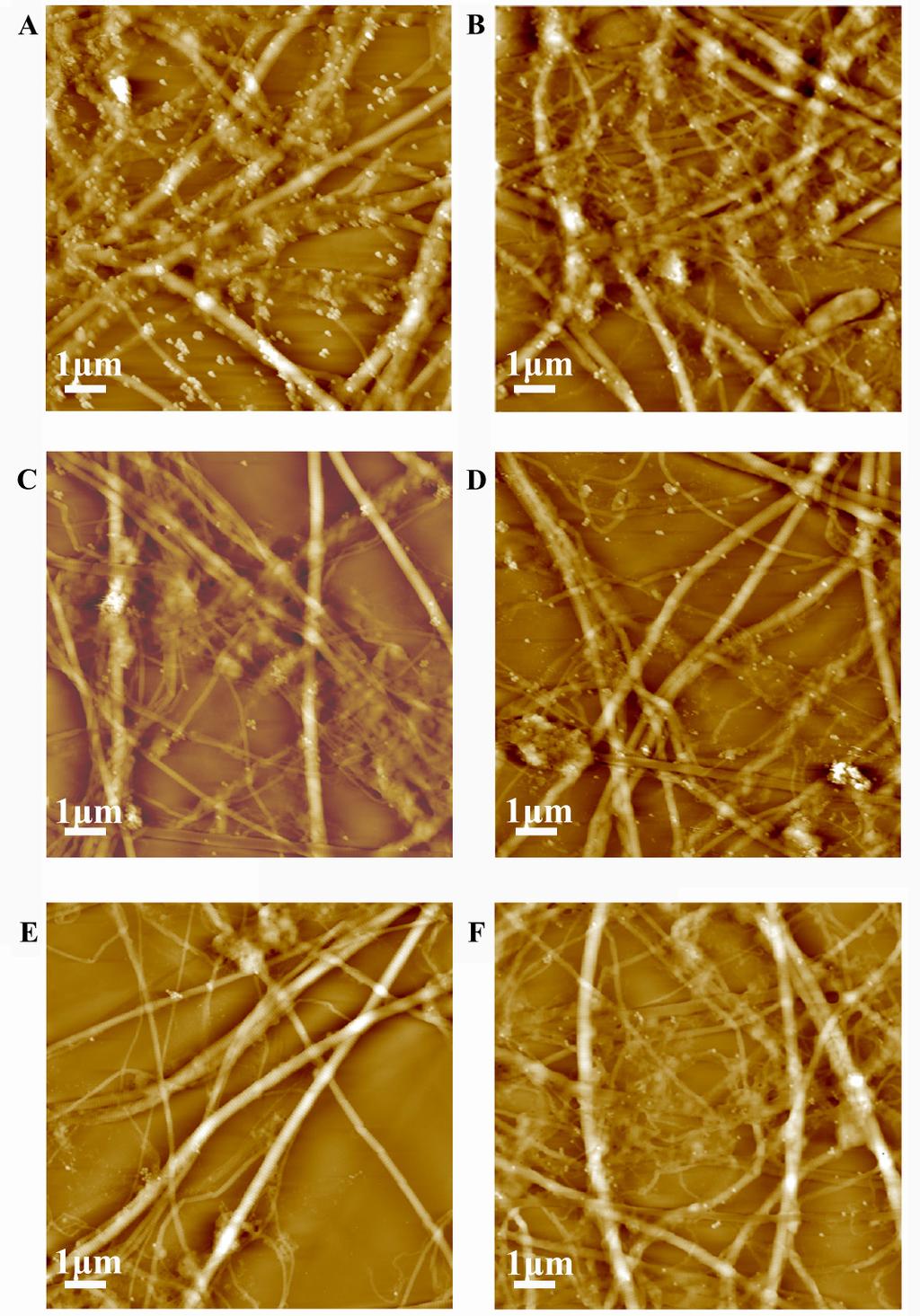 Fig.S6 The AFM images of the PS (A), (C) and (E), and CTBP-PS particles (B), (D) and (F), distributed on collagen fibrils substrate.