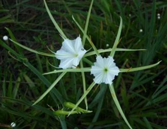 TO IDENTIFY HYMENOCALLIS SPECIMENS: begin with mature, flowering plants, then use the following outline and photographs as a guide. Note that, even in flower, several species are hard to distinguish.