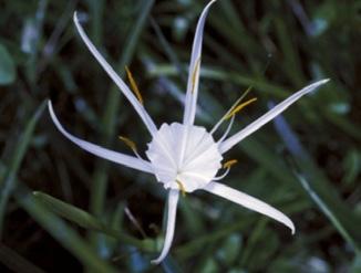 duvalensis has arching, sometimes almost prostrate leaves and staminal cups that spread almost flat when the flower is fully open.