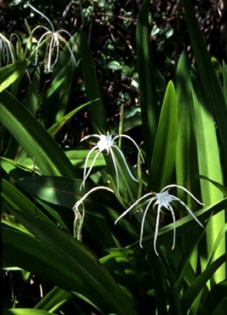 Fig. 13: Hymenocallis latifolia (mangrove spider lily). Photography credit: John D. Tobe, Ecological Resource Consultants Fig. 14: Hymenocallis puntagordensis (small cup spider lily).