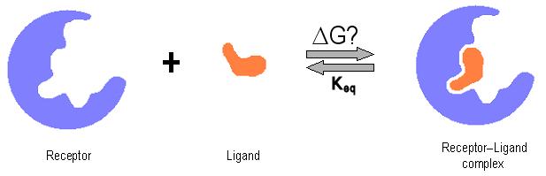 Thermodynamics The affinity of a ligand for a receptor is