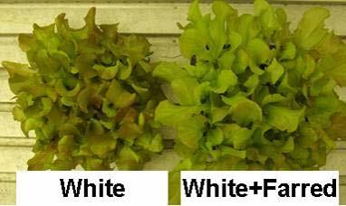 Supplemental FR Lighting for Baby Leaf Lettuce under Artificial Lighting Supplemental far red light (700 800 nm) significantly increased the biomass of baby lettuce plants by 28%.