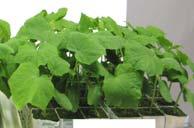 tomato and pepper seedlings (both DLIs) & cucumber seedlings (high DLI) 4% = 96% =