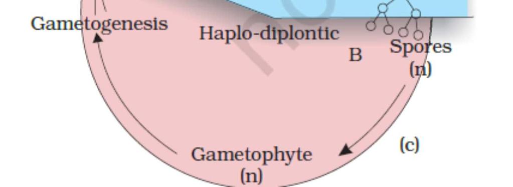 Meiosis in zygote results into haploid spores to form gametophytes, which is the dominant vegetative phase.