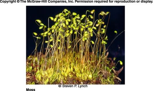 Kinds of Nonvascular Plants Mosses Grow