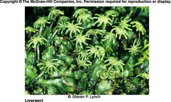 gametophyte plants Each individual is