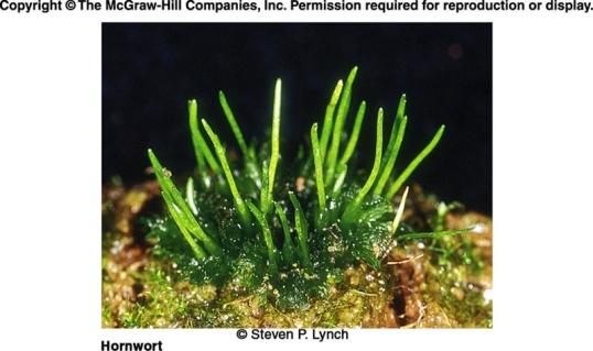 Liverworts and hornworts Form flat