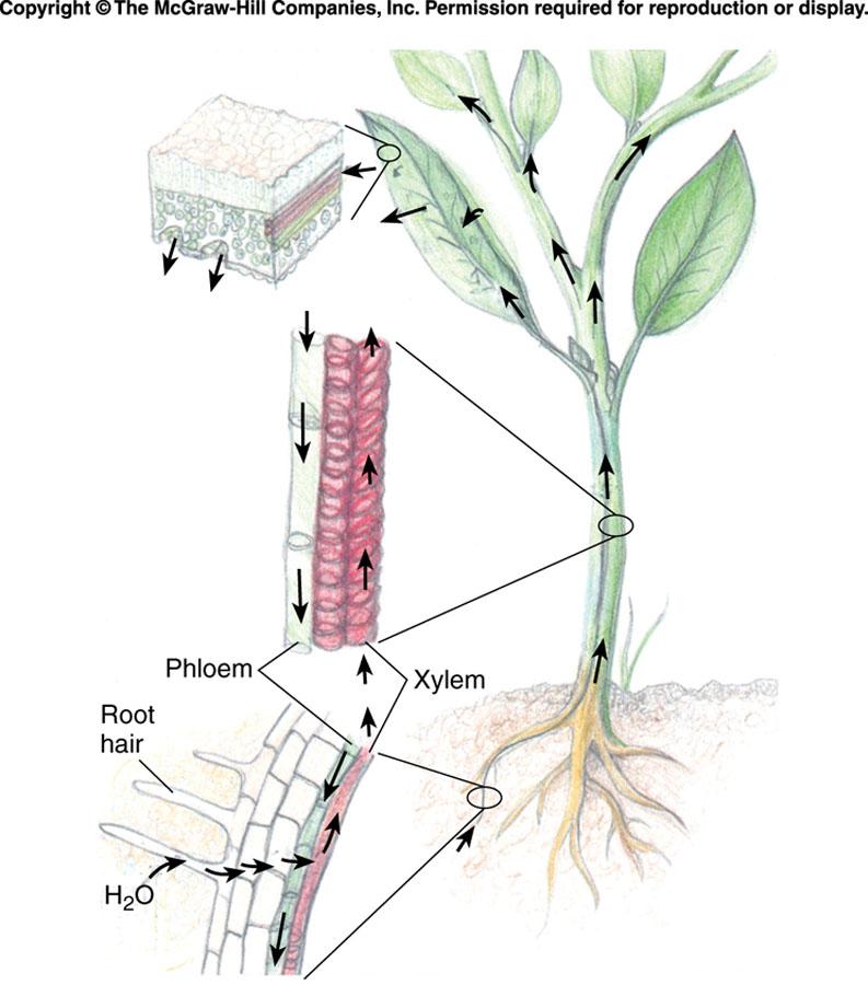 The Development of Roots, Stems, and Leaves 22-17 The appearance of vascular tissue allowed for the development of specialized