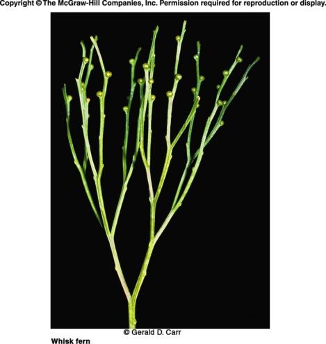Kinds of Vascular Seedless Plants 22-30 Horsetails