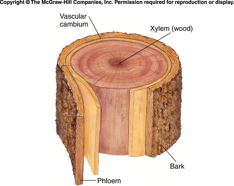 A Cross Section