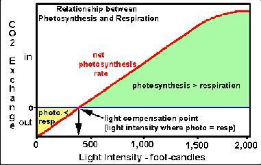7 Irradiance the amount of light energy received by the plant (µmol/m 2 /s) Affects rate of photosynthesis and plant growth. Plant growth response is species and cultivar specific.