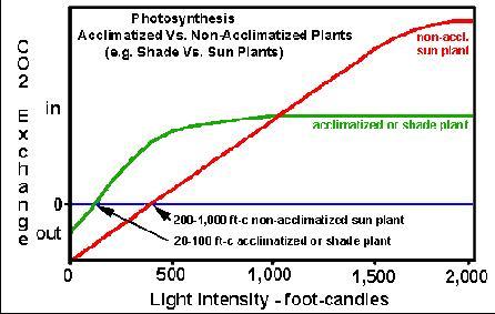 LIGHT ACCLIMATIZATION Physiological adaptations to changes in light intensity 13 From: TAMU General Horticulture: Properties of Light : GROWTH RESPONSE Too