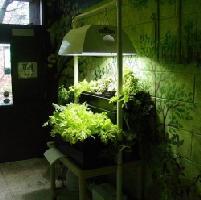 fixtures Fluorescent HID LED Mixed Red and Blue SCENARIOS: HOUSEPLANTS