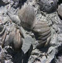 Biochemical Cemented shells of