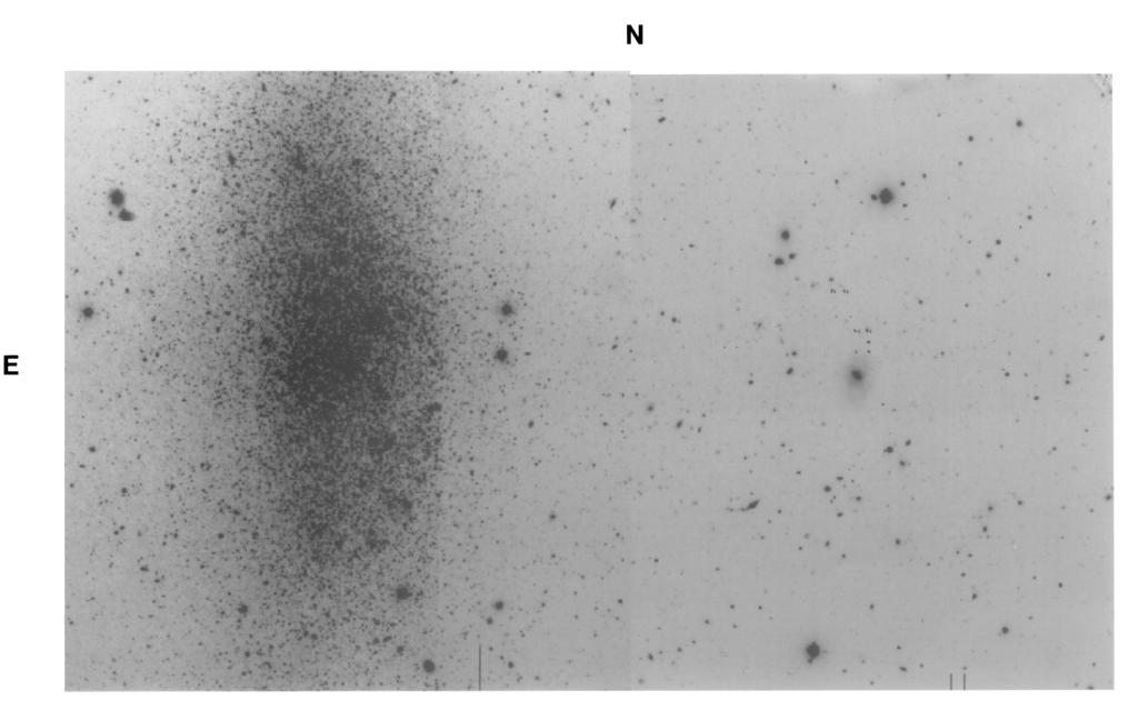 PLATE L2 FIG. 1. CCD I frames of WLM taken under photometric conditions with the NTT with 1 seeing. The total field covered is 15#4 8#9. North is up, and east is to the left.
