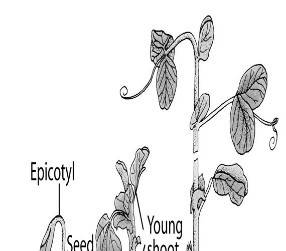 leaves As epicotyl straightens