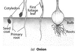 Monocot seeds Stored food found in endosperm Allium